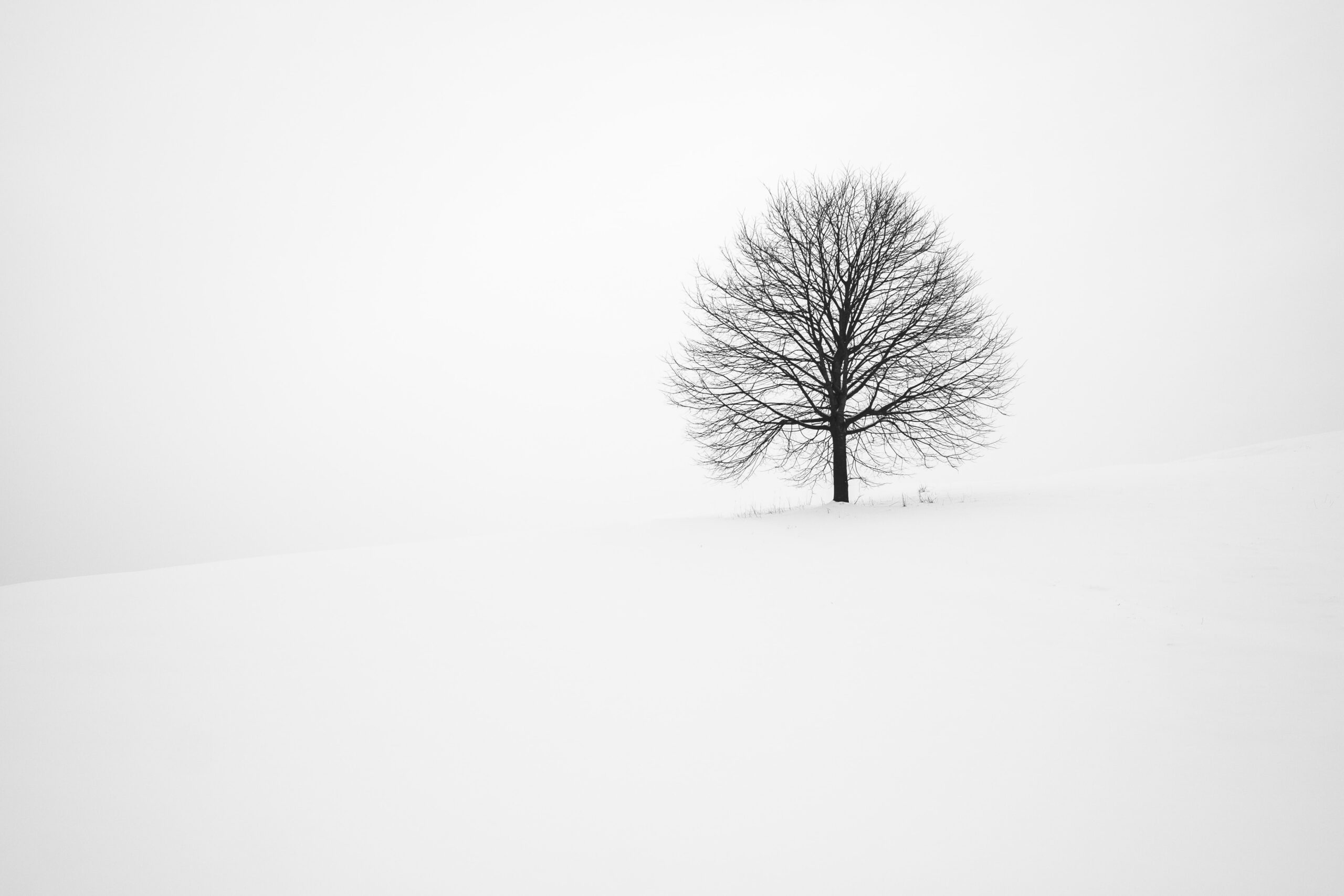 Enestående træ i sne